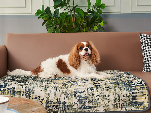 How to Train Your Dog to Use Pee Pads?